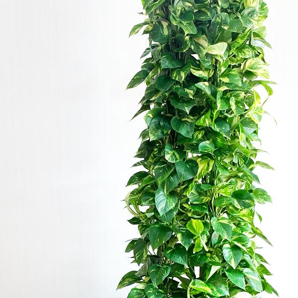 ポトス 観葉植物 10号 大型 タワー仕立て キューブ型 高級鉢カバー付