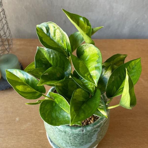 ポトス ”グローバルグリーン” グリーン アンティークテラコッタ鉢植え