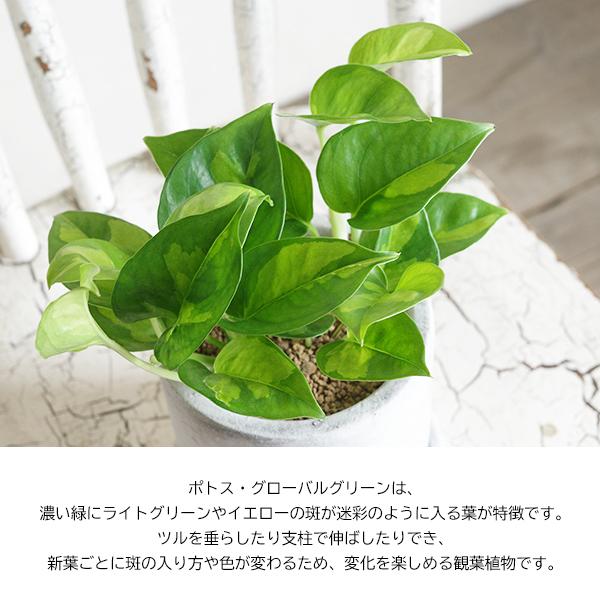 ポトス グローバルグリーン アッシュグレー セメント鉢植え 観葉植物