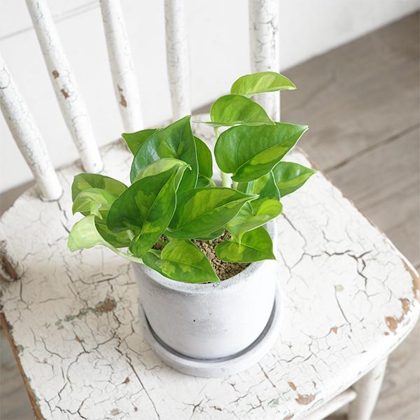 ポトス グローバルグリーン アッシュグレー セメント鉢植え 観葉植物