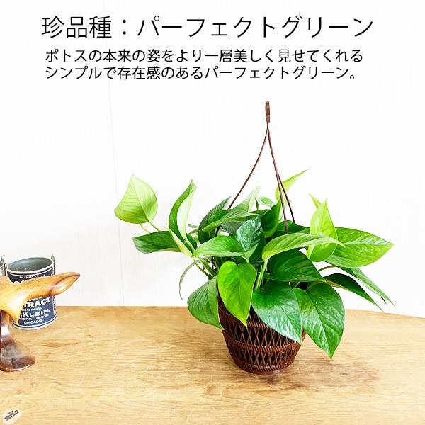 ポトス パーフェクトグリーン 吊り鉢 観葉植物 送料無料 珍しい品種 丈夫 吊るす 吊り 即日出荷 Potosumablewhmoss 観葉植物のパーフェクトグリーン 通販 Yahoo ショッピング