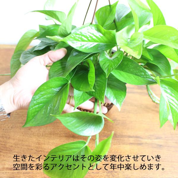 ポトス パーフェクトグリーン 吊り鉢 観葉植物 送料無料 珍しい品種 丈夫 吊るす 吊り 即日出荷 Potosumablewhmoss 観葉植物のパーフェクトグリーン 通販 Yahoo ショッピング