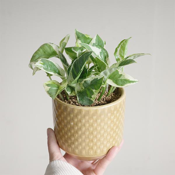 ポトス エンジョイ陶器鉢植え 北欧ヴィンテージ風 マスタード 観葉植物