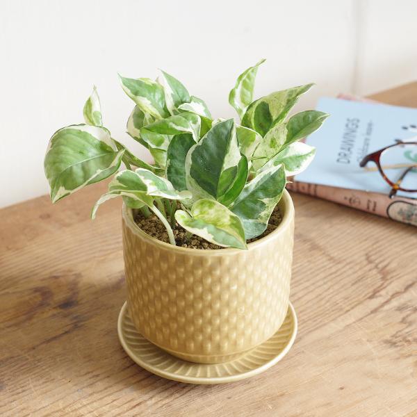 ポトス エンジョイ陶器鉢植え 北欧ヴィンテージ風 マスタード 観葉植物