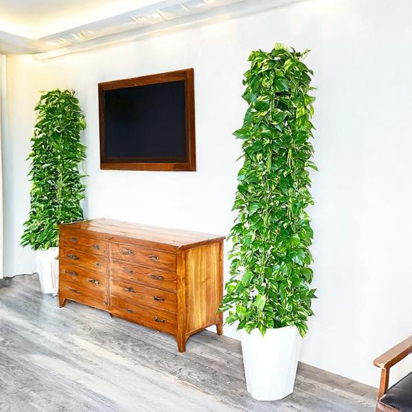 ポトス タワー仕立て 観葉植物 10号 大型 おしゃれ 鉢植え 本物 大きい