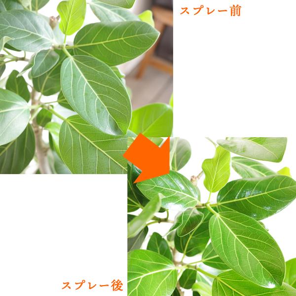 フルール アミ リーフシャイン 葉面洗浄 750ml 観葉植物 送料無料 即日