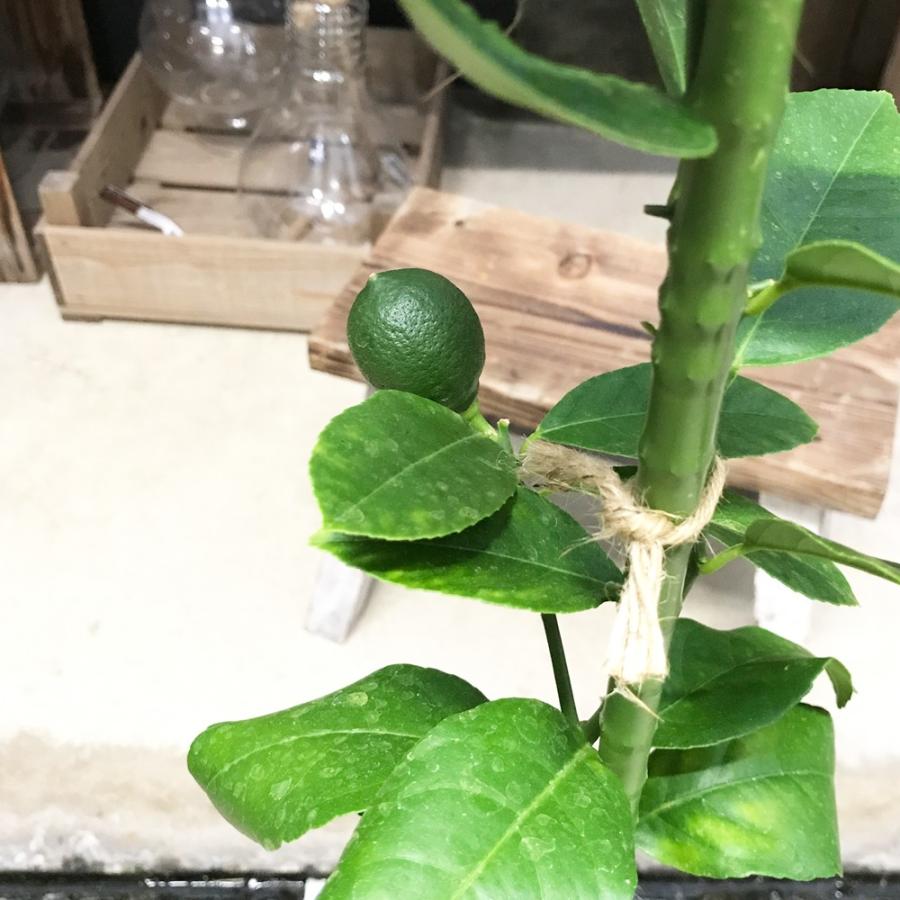 レモンの木 レモン マイヤーレモン 鉢植え ６号鉢 苗 レモンの木の苗木 ガーデン 庭木 Remon6 観葉植物のパーフェクトグリーン 通販 Yahoo ショッピング