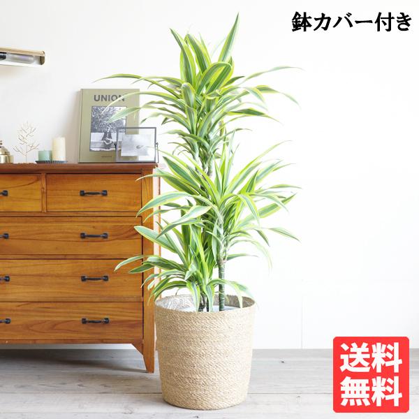 格安 ドラセナ ワーネッキー レモンライム 幸福の木 鉢カバー付 観葉植物 送料無料 中型 大型 交換無料 Lamaimuaythaicamp Com