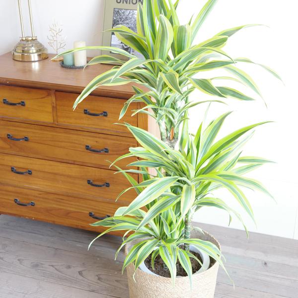 ドラセナ ワーネッキー レモンライム やわらかいかご付き 観葉植物