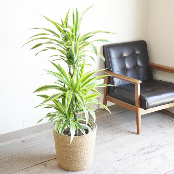 ドラセナ ワーネッキー レモンライム やわらかいかご付き 観葉植物