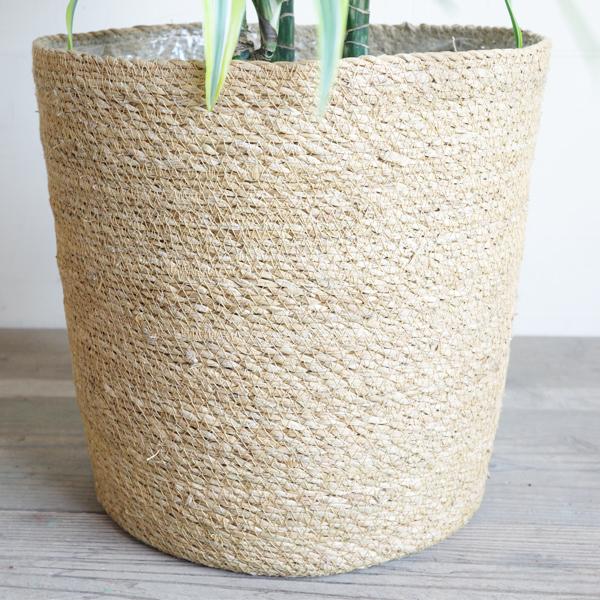 ドラセナ ワーネッキー レモンライム やわらかいかご付き 観葉植物