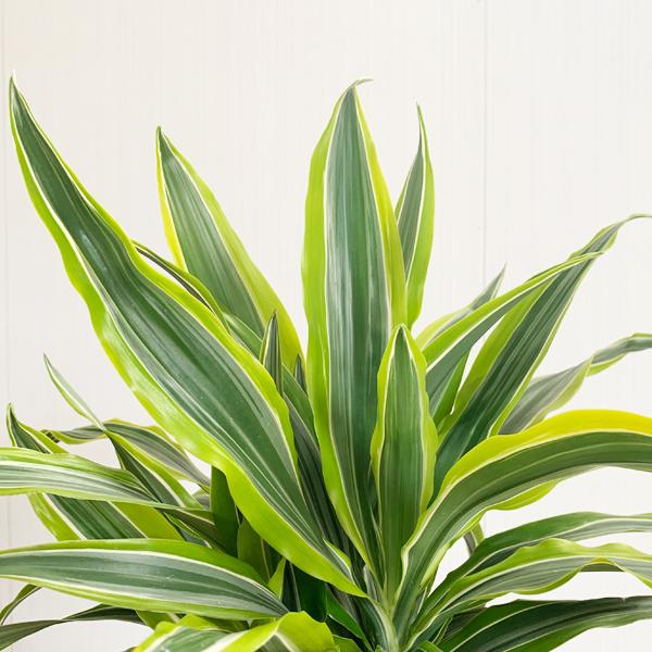 ドラセナ ワーネッキー レモンライム 幸福の木 鉢カバー付 観葉植物 送料無料 中型 大型 Remon8 観葉植物のパーフェクトグリーン 通販 Yahoo ショッピング