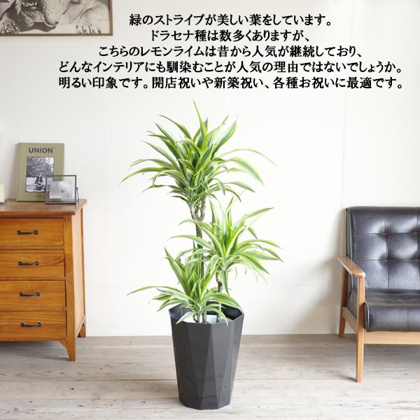 ドラセナ ワーネッキー レモンライム 8号 スタイリッシュな黒色鉢