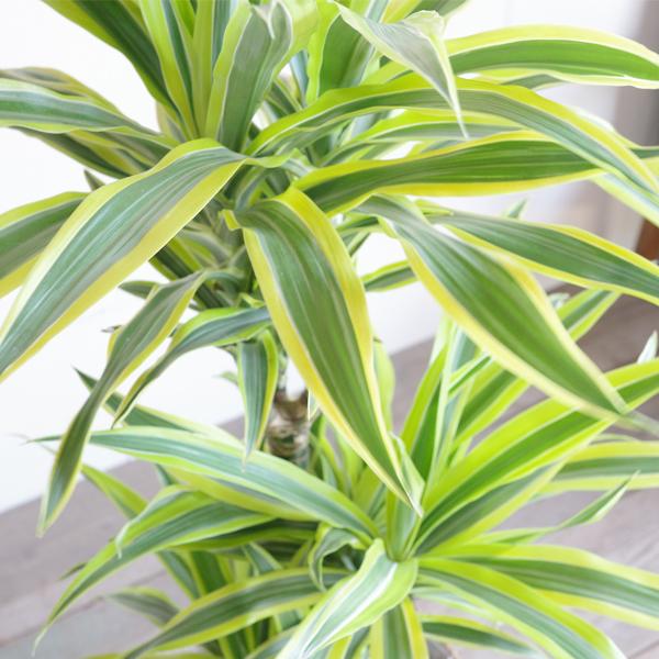 ドラセナ ワーネッキー レモンライム 8号 スタイリッシュな黒色鉢