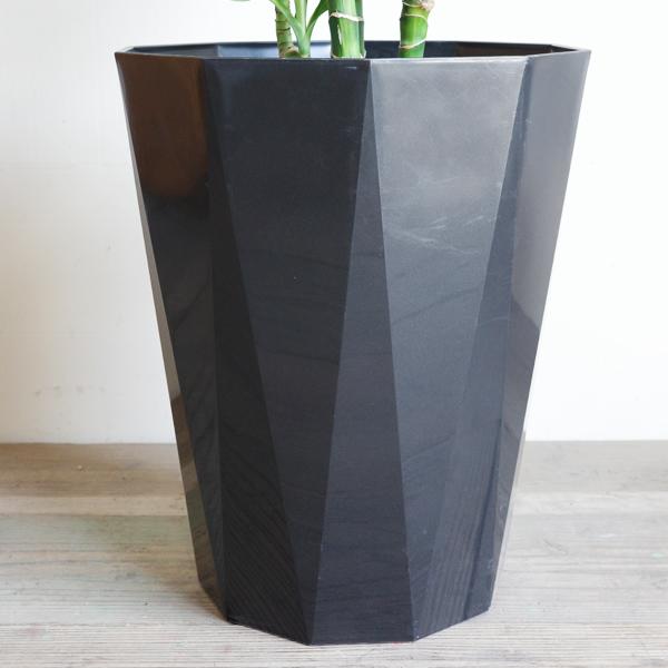 ドラセナ ワーネッキー レモンライム 8号 スタイリッシュな黒色鉢