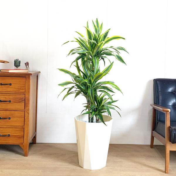 予約販売品 ドラセナ ワーネッキー レモンライム ８号 スタイリッシュな白色鉢カバー付き 中型 大型 観葉植物 送料無料 メーカー包装済 Www Maxipiso Com Ar