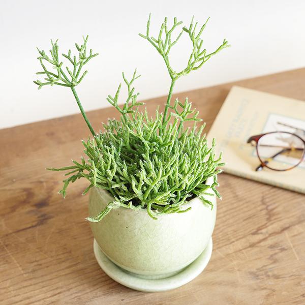 リプサリス ケレウスクラ 青柳 グリーン陶器鉢植え 観葉植物 ミニ 卓上