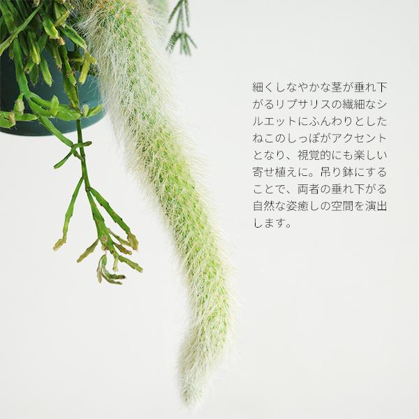 リプサリスとヒルデヴィンティラの吊り鉢 寄せ植え 管理しやすい