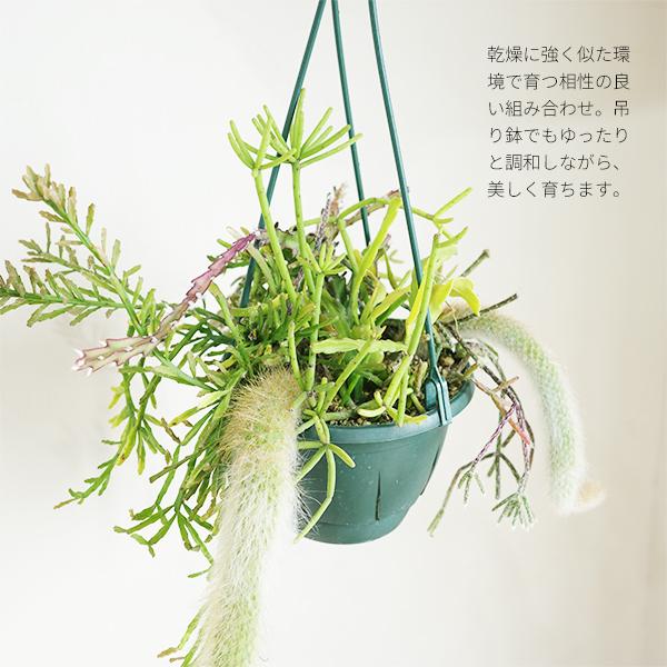 リプサリスとヒルデヴィンティラの吊り鉢 寄せ植え 管理しやすい
