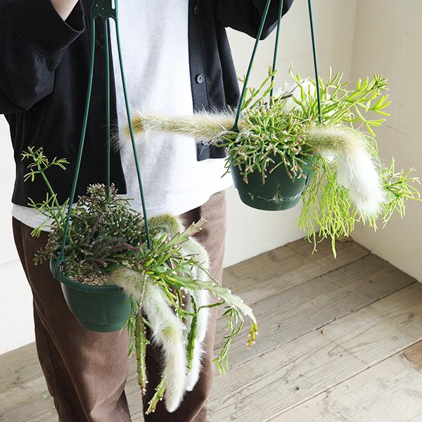 リプサリスとヒルデヴィンティラの吊り鉢 寄せ植え 管理しやすい