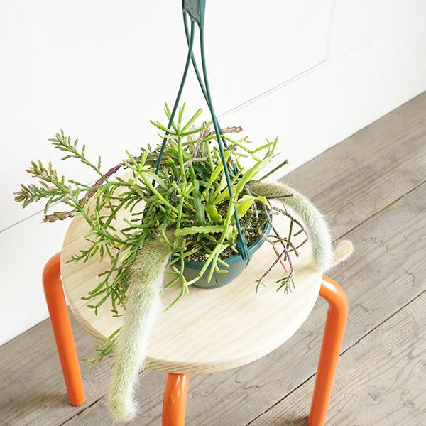 リプサリスとヒルデヴィンティラの吊り鉢 寄せ植え 管理しやすい