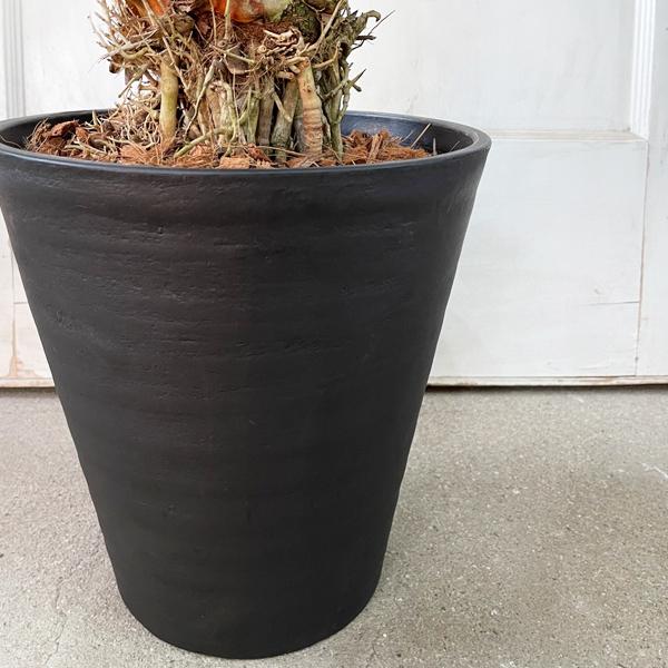 フェニックス ロベレニー 8号鉢 ブラックセラアート鉢植え 状態