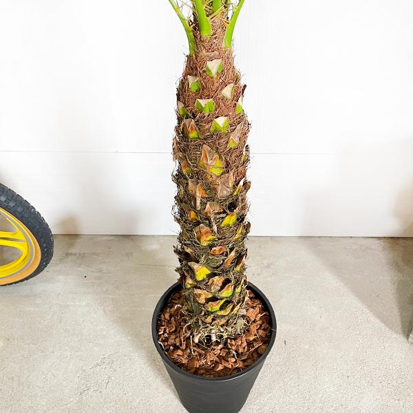フェニックス ロベレニー 8号鉢 ブラックセラアート鉢植え 状態 フェニックス ロベレニー 8号鉢 ブラックセラアート鉢植え 状態