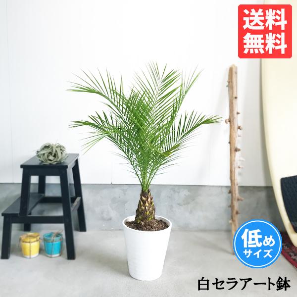 即発送可能 フェニックス ロベレニー ８号鉢 低めサイズ 状態良し ヤシ 送料無料 観葉植物 ヤシの木 公式の Www Maxipiso Com Ar