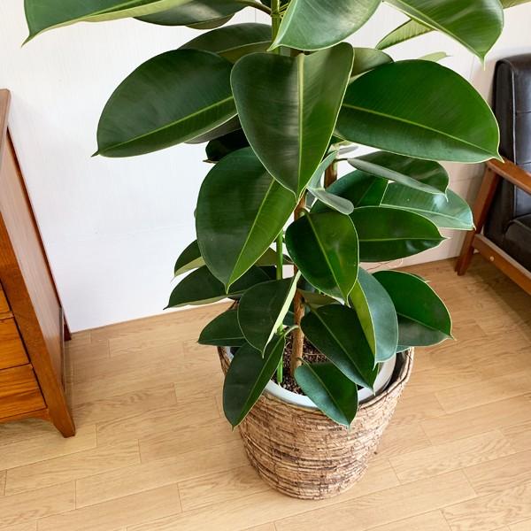 フィカス ロブスター 観葉植物 10号 大型 ゴムの木 鉢カバー付き