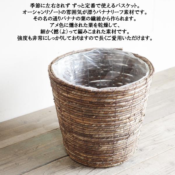 フィカス ロブスター 観葉植物 10号 大型 ゴムの木 鉢カバー付き