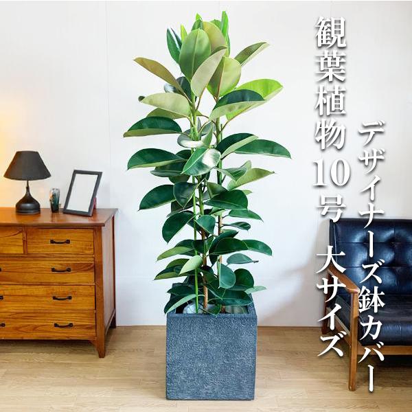 ロブスター 観葉植物 10号 大型 ゴムの木 キューブ型 高級鉢カバー付