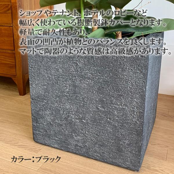 ロブスター 観葉植物 10号 大型 ゴムの木 キューブ型 高級鉢カバー付