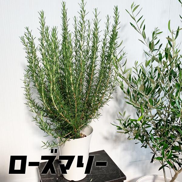 ローズマリー 6号 立性 鉢植え 観葉植物 苗 苗木 ハーブ 送料無料
