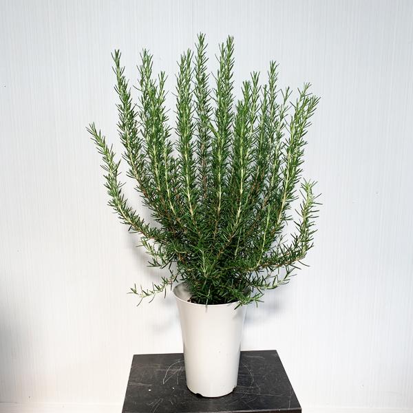 ローズマリー 6号 立性 鉢植え 観葉植物 苗 苗木 ハーブ 送料無料