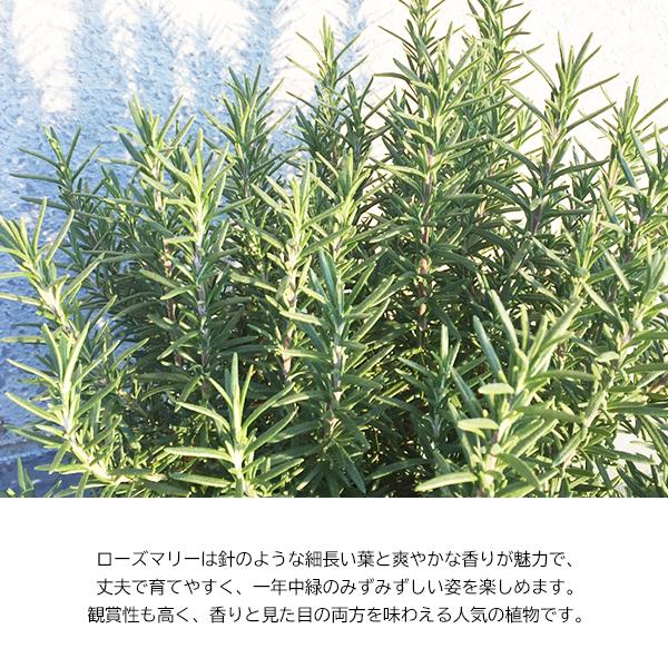 ローズマリー 立性 ファイバーセメント鉢植え アンティークフレンチ