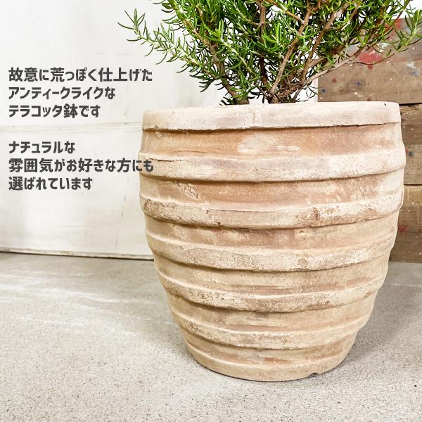 ローズマリー 立性 アンティークテラコッタ鉢植え 送料無料 テラコッタ植え 庭木 鉢植え 観葉植物 苗 苗木 ベランダ テラス バルコニー ハーブ |  | 04