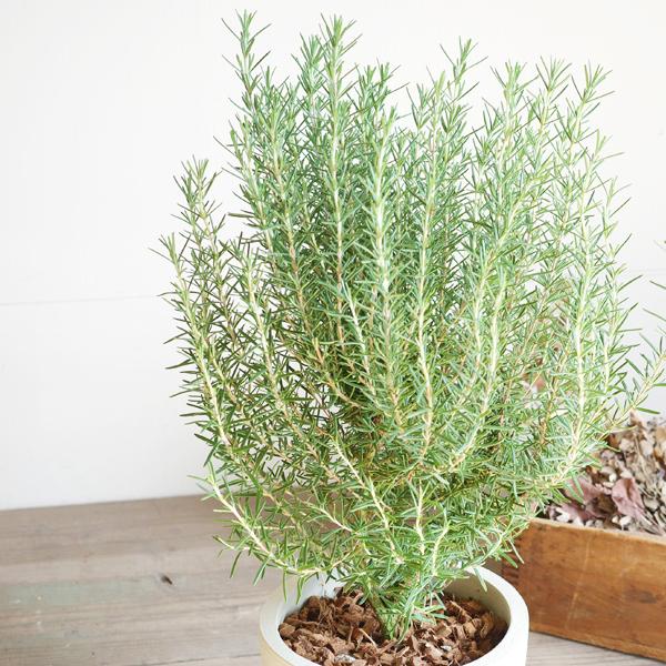 ローズマリー 立性 アイボリーテラコッタ鉢植え 送料無料 鉢植え 観葉