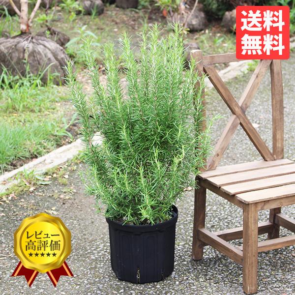 観葉植物のパーフェクトグリーン 虫よけ植物 ハーブ シルバーリーフ 庭木 Yahoo ショッピング