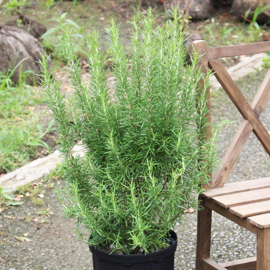 ローズマリー 立性 ボリューム有り 鉢植え 観葉植物 苗 苗木 ハーブ