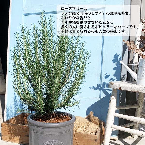 ローズマリー 立性 ラウンドポット植え ブラック 送料無料 鉢植え 観葉植物 苗 苗木 ベランダ テラス バルコニー ハーブ Rosemoribk 観葉植物のパーフェクトグリーン 通販 Yahoo ショッピング
