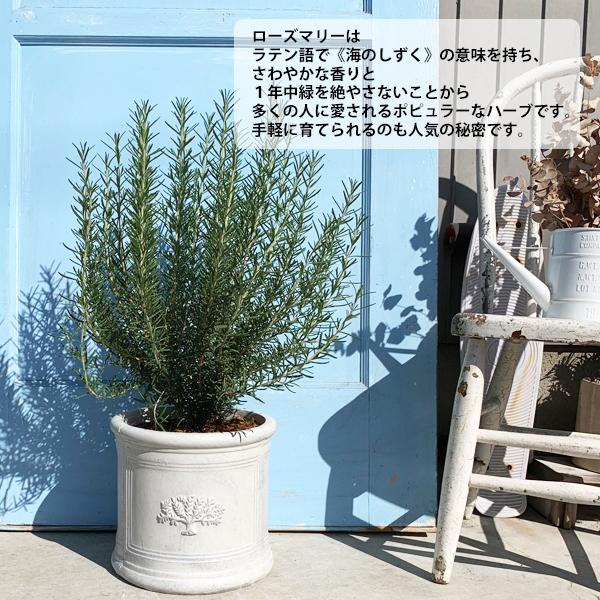 ローズマリー 立性 ラウンドポット植え ホワイト 送料無料 鉢植え 観葉植物 苗 苗木 ベランダ テラス バルコニー ハーブ Rosemoriwh 観葉植物のパーフェクトグリーン 通販 Yahoo ショッピング