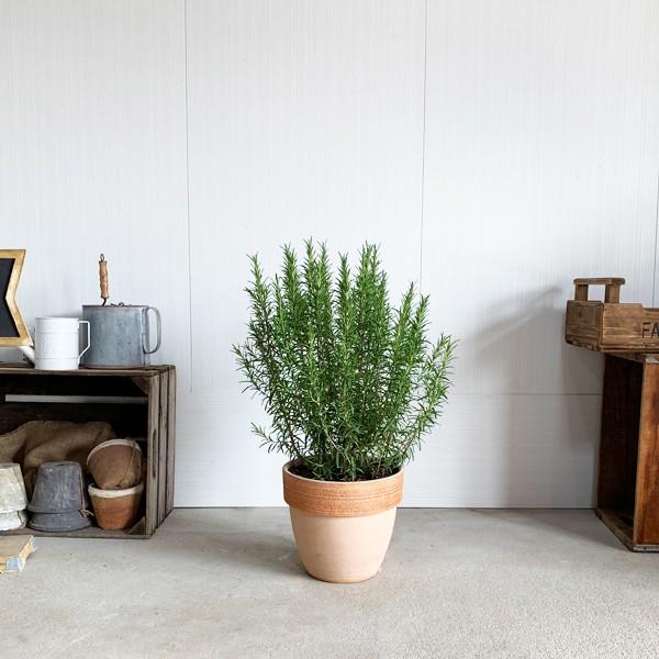 ローズマリー 立性 イタリア製テラコッタ鉢 送料無料 テラコッタ植え 庭木 鉢植え 観葉植物 苗 苗木 ベランダ テラス バルコニー ハーブ Rosetera 観葉植物のパーフェクトグリーン 通販 Yahoo ショッピング