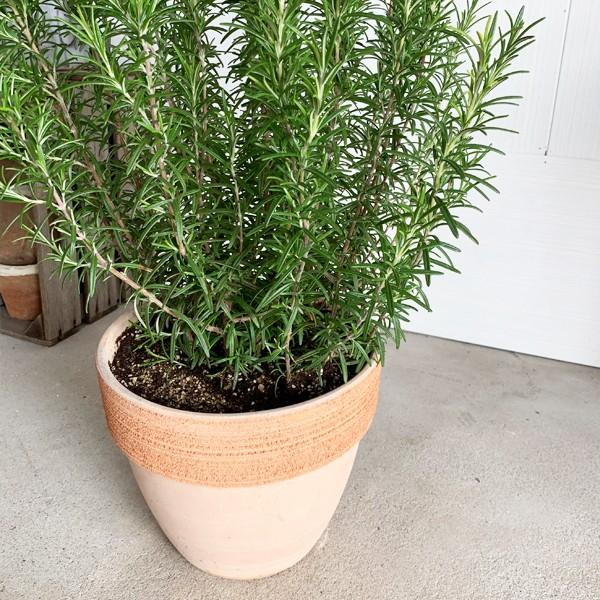 ローズマリー 立性 イタリア製テラコッタ鉢 送料無料 テラコッタ植え 庭木 鉢植え 観葉植物 苗 苗木 ベランダ テラス バルコニー ハーブ Rosetera 観葉植物のパーフェクトグリーン 通販 Yahoo ショッピング