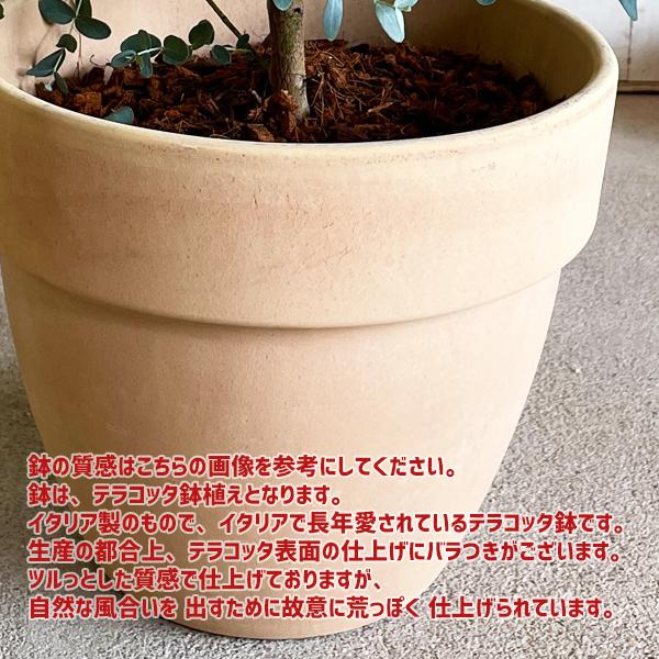 ローズマリー 立性 イタリア製テラコッタ鉢 送料無料 テラコッタ植え 庭木 鉢植え 観葉植物 苗 苗木 ベランダ テラス バルコニー ハーブ Rosetera 観葉植物のパーフェクトグリーン 通販 Yahoo ショッピング