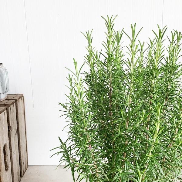 ローズマリー 立性 ホワイトテラコッタ鉢 送料無料 テラコッタ植え 庭木 鉢植え 観葉植物 苗 苗木 ベランダ テラス バルコニー ハーブ Rosewhite 観葉植物のパーフェクトグリーン 通販 Yahoo ショッピング