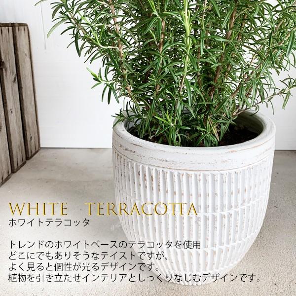 ローズマリー 立性 ホワイトテラコッタ鉢 送料無料 テラコッタ植え 庭木 鉢植え 観葉植物 苗 苗木 ベランダ テラス バルコニー ハーブ Rosewhite 観葉植物のパーフェクトグリーン 通販 Yahoo ショッピング