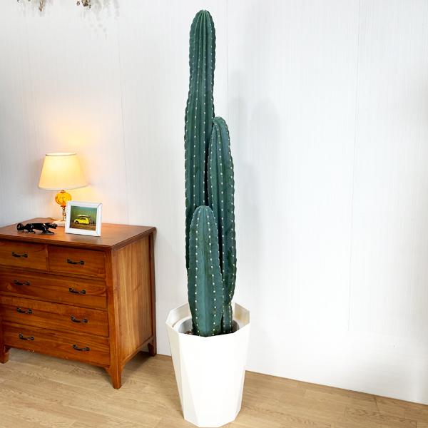 サボテン 柱サボテン 3本立 観葉植物 10号 大型 寒さに強い おしゃれ