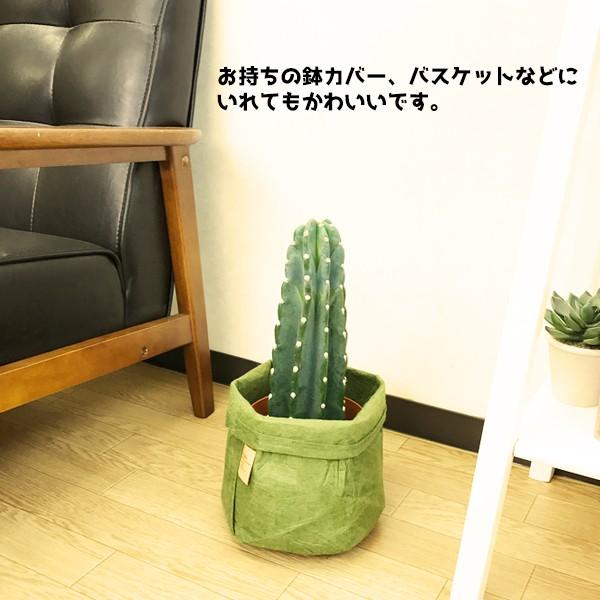 サボテン 柱サボテン １本立 寒さに強い 観葉植物 ミニ 小型 送料無料 即日出荷 Sabo1 観葉植物のパーフェクトグリーン 通販 Yahoo ショッピング