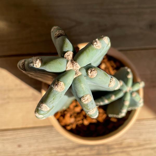 サボテン 柱サボテン 2本立 寒さに強い 観葉植物 テラコッタ鉢植え