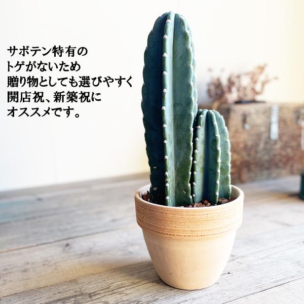 サボテン 柱サボテン 2本立 寒さに強い 観葉植物 テラコッタ鉢植え